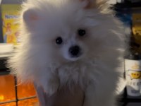 2 AYLIK DİŞİ POMERANİAN BOO