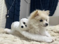 Eğitimli Pomeranian 8 Aylık Erkek