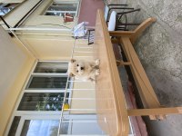 CHOW CHOW ÇİN ASLANI