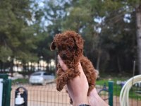 Toy poodle çiftliğimize sizleri bekliyoruz