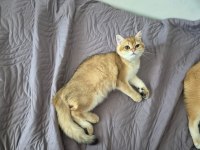 GOLDEN ERKEK KEDİMİZ