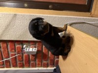 Koca Kafa Rotweiller Yavruları
