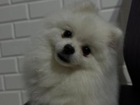 7 aylık full aşılı erkek 0 numara pomeranian boo