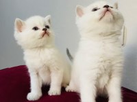 British Longhair Beyaz Yavru