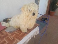 Maltese Terrier 10 Aylık Erkek Safkan