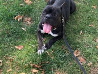 French Bulldog Kızımız
