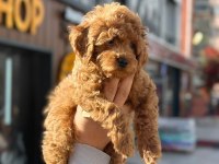 Ankaranın gözde maltipoo bebekleri