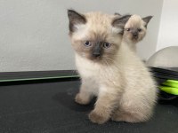 İkiz kedi dişi ve erkek