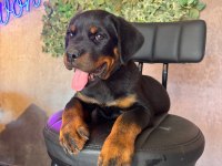 A Kalite Rottweiler Yavrular