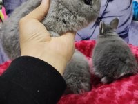 Cüce tavşan ve hollanda lop tavşanları