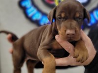 Safkan ırk garantili doberman yavrular