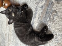 Çikolata british shorthair yavru