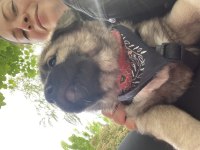 2 aylık bu yakışıklı köpeğimiz yeni yuvasını arıyor