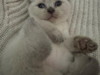 55 günlük Scottish Fold Silver Dişi