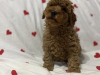 2 aylık toy poodle bebekler erkek