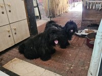 Ücretsiz sahiplendirme köpekler