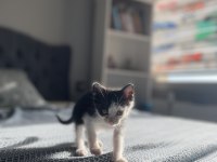 Acil 1 buçuk aylık kedimiz