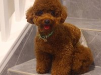 IRK GARANTİLİ SHOW KALİTE TOY POODLE