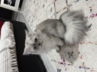 British longhair 7 aylık kedimiz