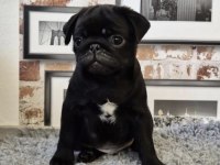 Pug Safkan Siyah