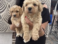 Safkan Apricot Toy Poodle Yavrularım