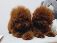Yıl başı kurabiyeleri poodle köpekler
