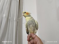 5 Aylık Sultan Papağanı Sahibinden