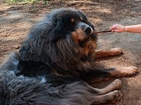 Dünyanın En Değerli Köpeği Tibet Mastifi