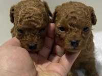 Teacup kore kan 1 aylık poodle yavrular