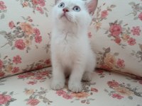 BRİTİSH BLUE POİNT PAMUK KIZIMIZ