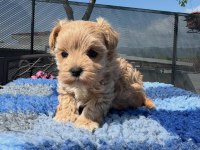 MALTİPOO YAVRULARI
