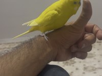 Çok alışkın konuşan elden omuzdan inmez muhabbet kuşumuz