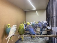 Muhabbet kuşu antalya adrese teslim