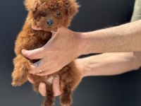 Petmode köpek çiftliğinde ziyarete açık toy poodle