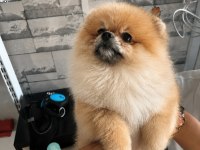 3 Aylık Pomeranian Yavrumuz Yuvasını Arıyor