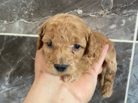 Orjinal minyatür toy poodle yavrular 