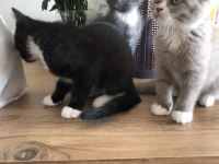 İran ve British Shorthair kurması güzeller güzeli yavru