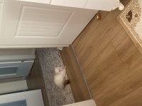 Sevimli cana yakın temiz bakımlı dost kedimiz