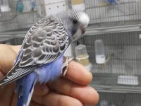 Renk renk Bebekler Alışma garantili muhabbet kuşlar