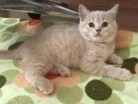 2 aylık british shorthair yavrum tarçına yuva arıyoruz