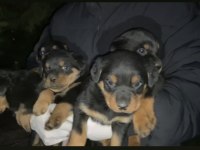 53 günlük koca kafa rottweiler yavrular son 3 dişi