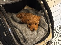Teacup Toy Poodle