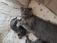 Scottish fold british shorthair yavrular