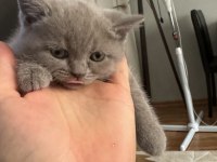 45 günlük british shorthair