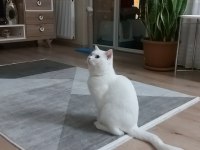 Van kedisi sahibinden kedimiz