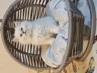 Şampiyon british longhair çocukları