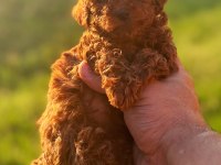 Toy Poodle Kore Teacup hepsi mevcuttur