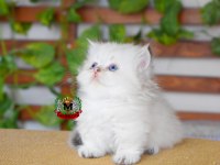 MUNCHKİN CÜCE KEDİMİZ ERKEK POİNT