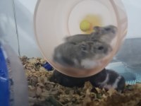 YAVRU GONZALES HAMSTERLAR