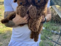 KORE DARK BROWN TOY PODDLE BEBEKLER